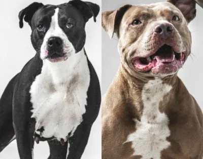 Portal de Adoção de Animais em São José