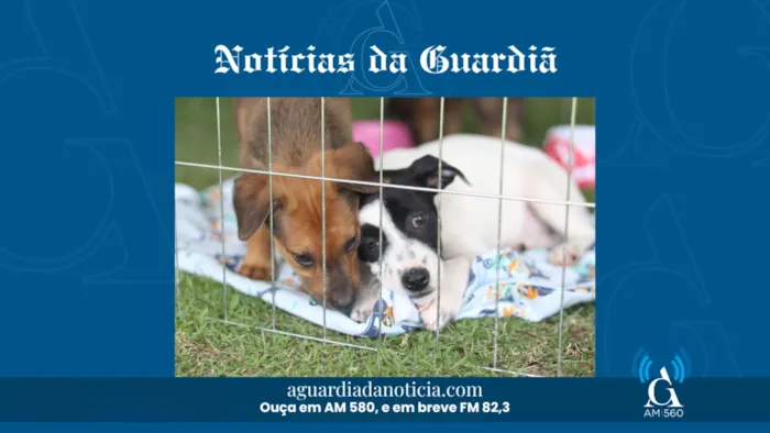 Baby, me Leva!: Evento de Adoção de Pets em Suzano