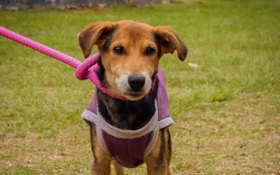Feira de Adoção de Cães e Gatos em Botucatu