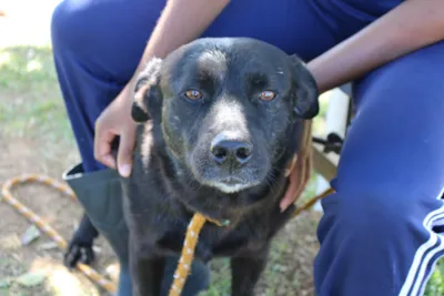 Feira de Adoção de Cães e Gatos em Criciúma