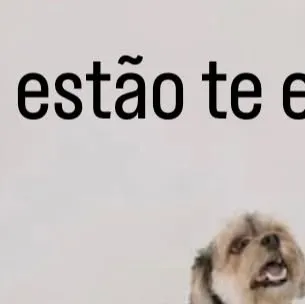 Feira de Adoção de Animais