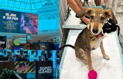 Feira de Adoção de Pets no Neumarkt Shopping
