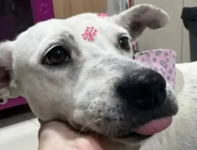 Adoção da Cadela Cookie: Uma Nova Chance de Vida