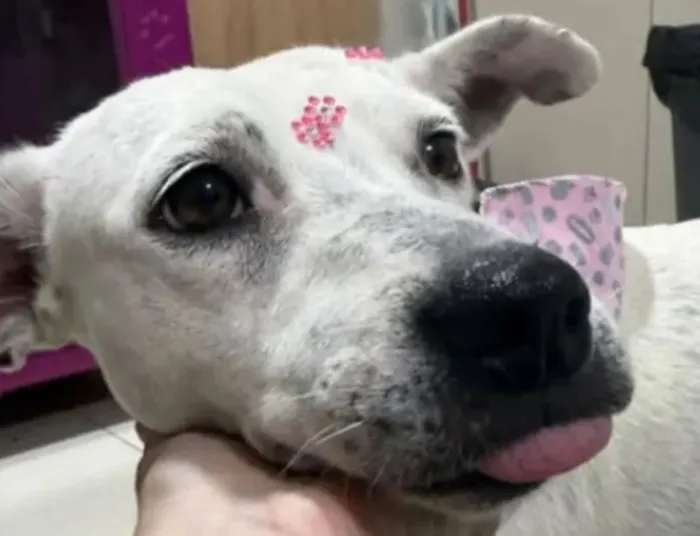 Adoção da Cadela Cookie: Uma Nova Chance de Vida