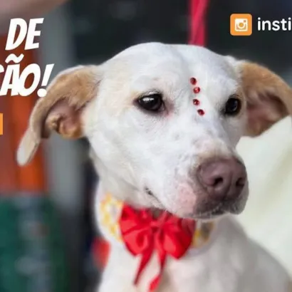 Feira de Adoção Du Cão!