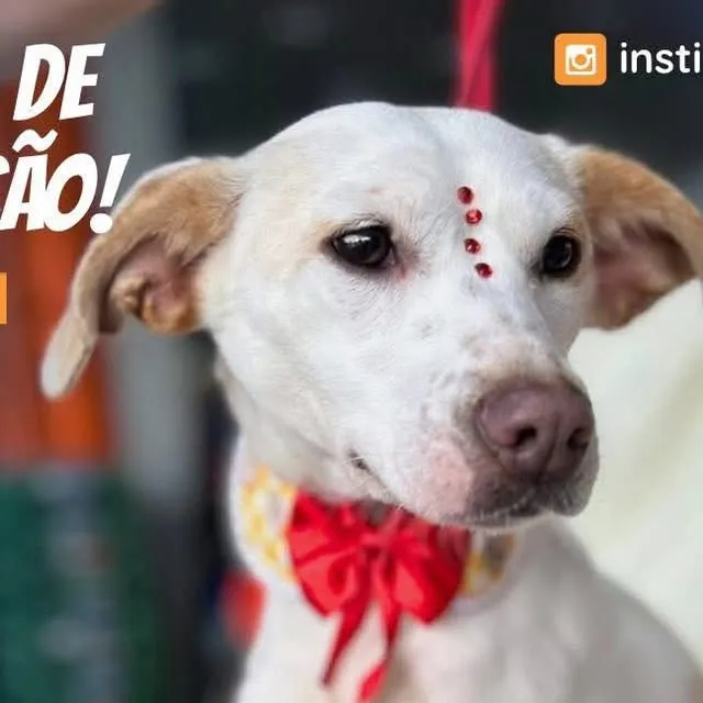 Feira de Adoção Du Cão!
