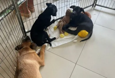 Centro de Adoção em Santo André