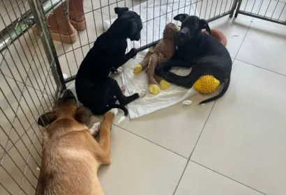 Centro de Adoção em Santo André