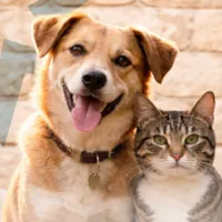 Feira de Adoção de Pets no Atrium Shopping