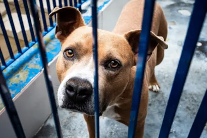 Portal de Adoção de Pets é Lançado na Grande Florianópolis