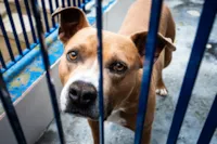 Portal de Adoção de Pets é Lançado na Grande Florianópolis