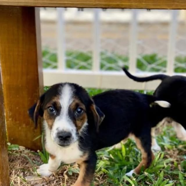 Filhote Abandonado em Pelotas Procura um Novo Lar