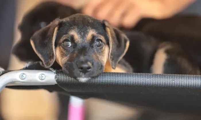 Adoção de Animais e Educação Humanitária