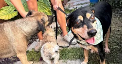 Adoção do Cão Negão em Campo Bom
