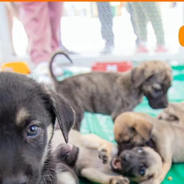 Projeto 'Meu Amigão' promove adoção responsável de cães e gatos em Caruaru