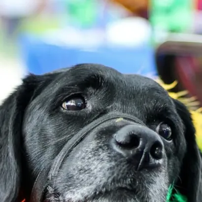 Carnapatinhas – Patinhas na Folia