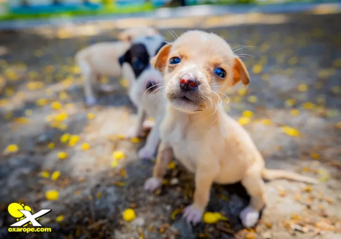 Campanha de Adoção Animal em Eunápolis