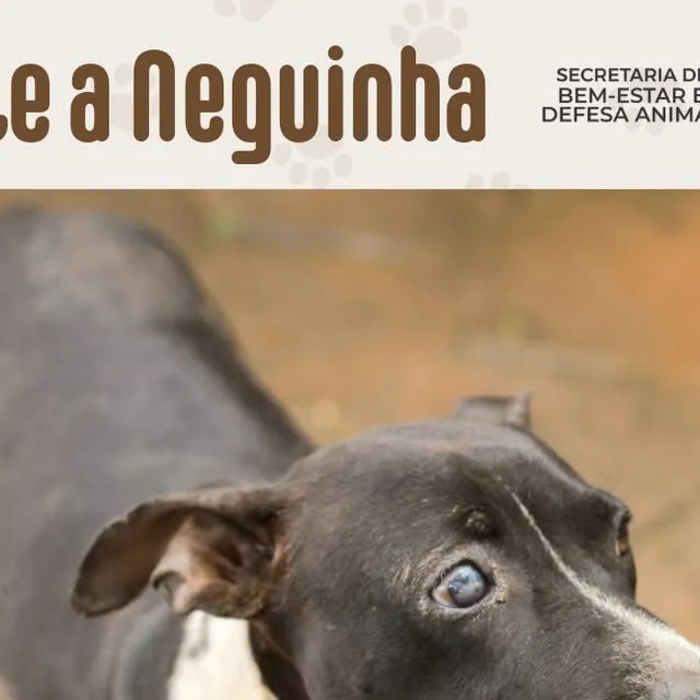Adoção Responsável: Conheça a Neguinha!