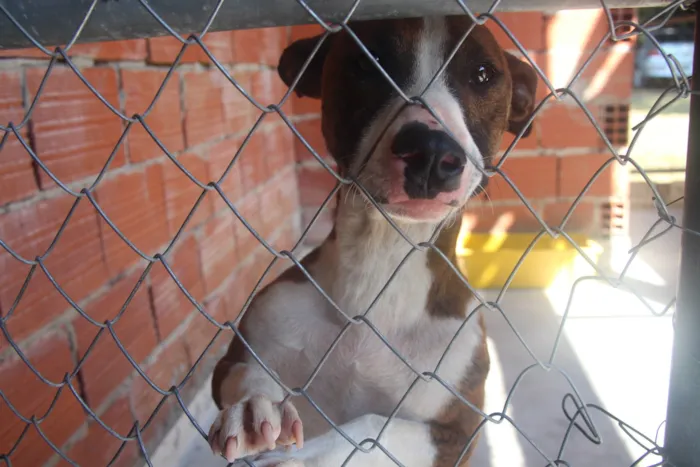 Adoção de Animais em Novo Hamburgo