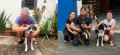 Encontre um amigo de quatro patas para adotar