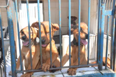 Feira de Adoção de Animais do Centro de Controle de Zoonoses