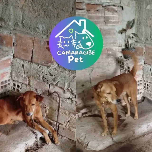 CamaragibePet - Animal Disponível para Adoção