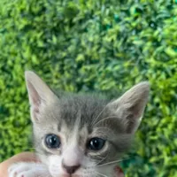 Filhotinhos para Adoção Responsável!