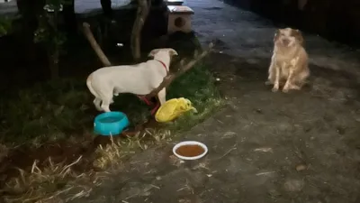 Adoção Responsável para Animais Abandonados