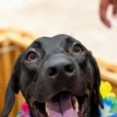 Feira de Adoção Pet no Shopping Grande Rio