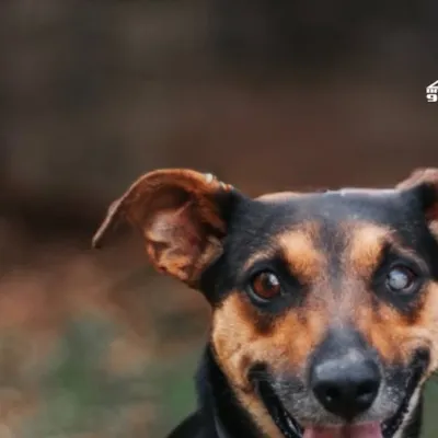 Adote um Amigo: Evento de Adoção de Cães e Gatos em Bauru