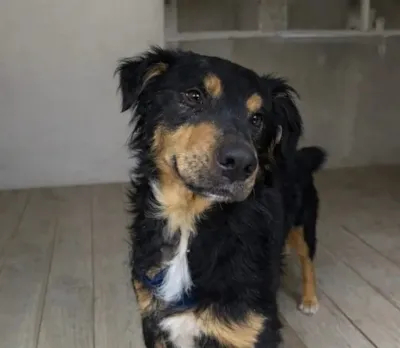 Feira de Adoção de Pets - Fujama