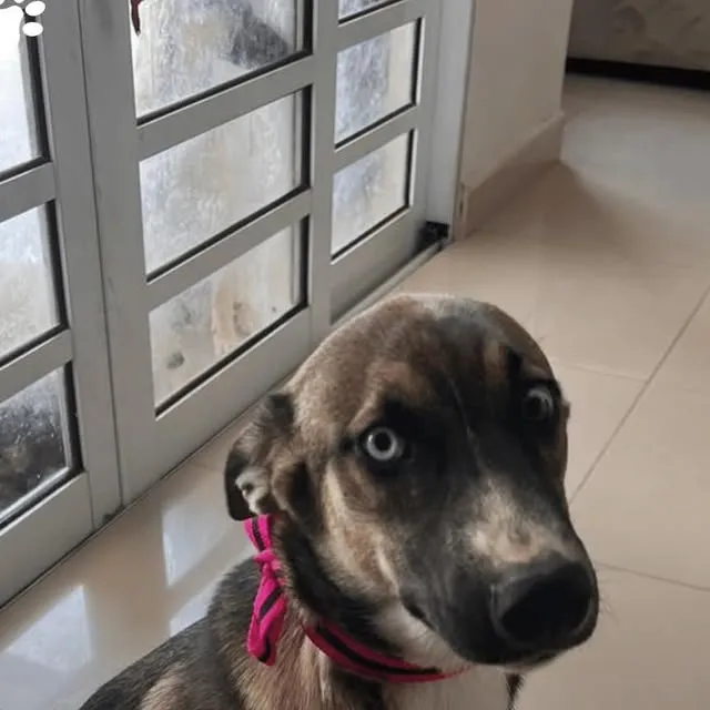 Feira de Adoção no Prado Boulevard