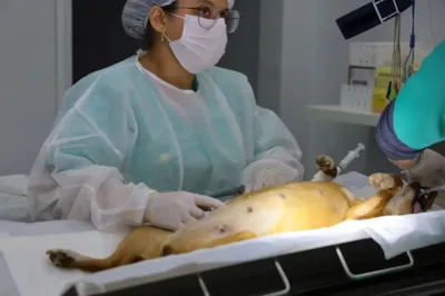 Eventos de Adoção de Animais em Aparecida de Goiânia