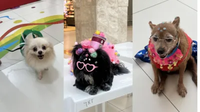 PET Folia no Golden Shopping Calhau: Uma Festa de Adoção e Fantasias