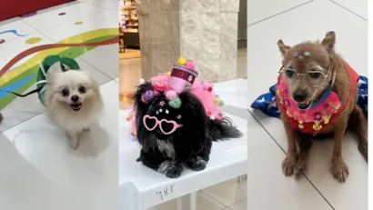 PET Folia no Golden Shopping Calhau: Uma Festa de Adoção e Fantasias