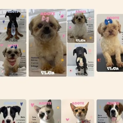 Feira de Adoção de Animais - VICA
