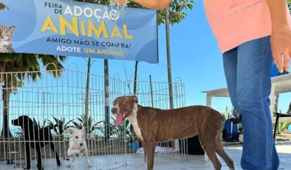 Feira de Adoção de Animais em Nova Andradina