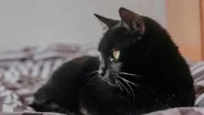 Suspensão das Adoções de Gatos Pretos