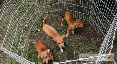 Feira de Adoção de Animais em Limeira