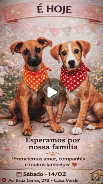 Evento de Adoção Toca dos Peludos