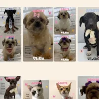 Evento de Adoção no VICA - Centro de Adoção e Petshop