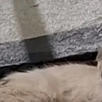 Dia Mundial do Gato em Contagem