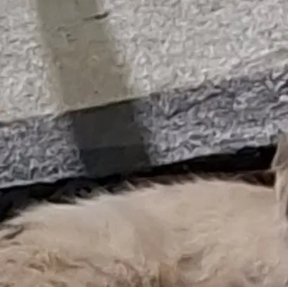 Dia Mundial do Gato em Contagem