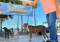 Feira de Adoção Animal