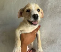 Shopping Frei Caneca promove evento de adoção de cães e gatos