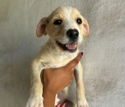 Shopping Frei Caneca promove evento de adoção de cães e gatos