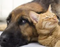 Feira de Adoção de Cães e Gatos em São José