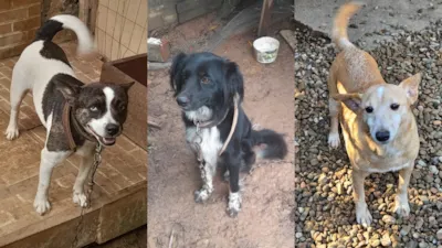 Adoção de Pets em Jaraguá do Sul