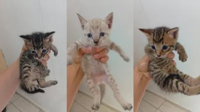 Adoção Urgente de Filhotes de Gato