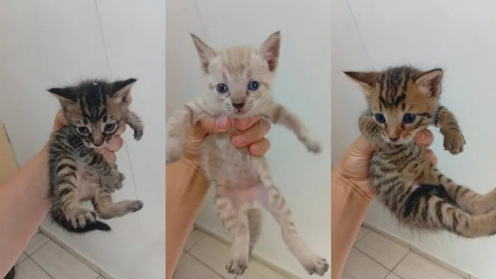 Adoção Urgente de Filhotes de Gato